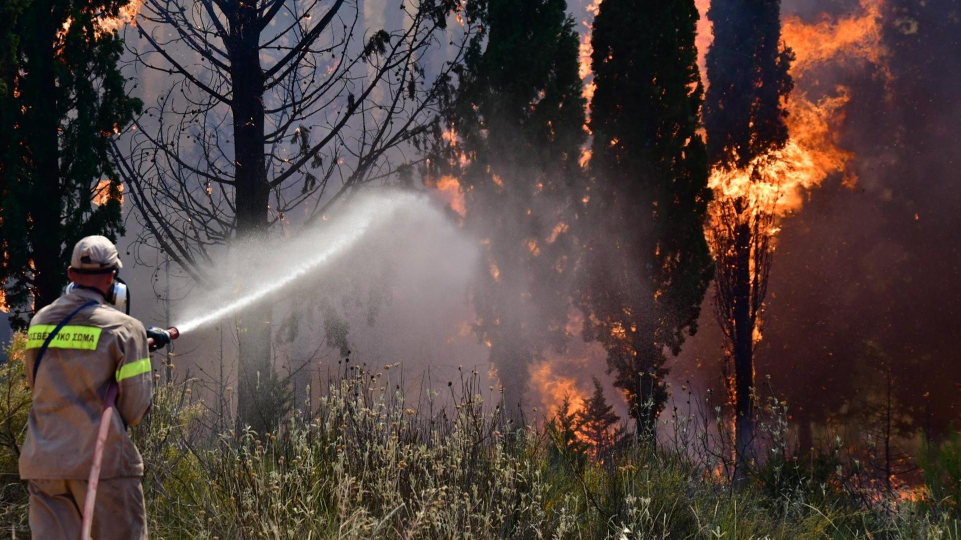 Ein Feuerwehrmann bekämpft mit einem Löschschlauch einen Waldbrand.