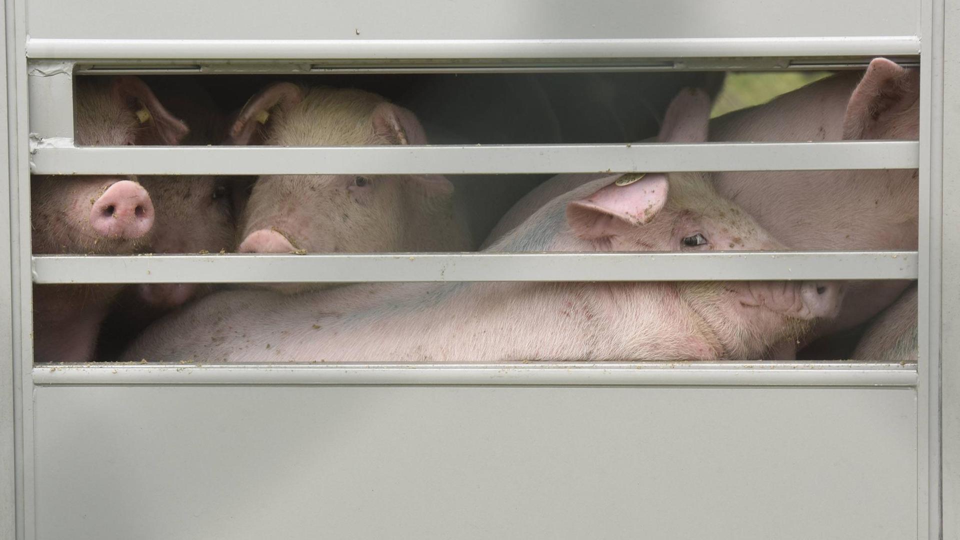 Ferkel werden in Tiertransportern zu den Masthöfen antransportiert. Zu sehen sind drei Schweine hinter Gittern.