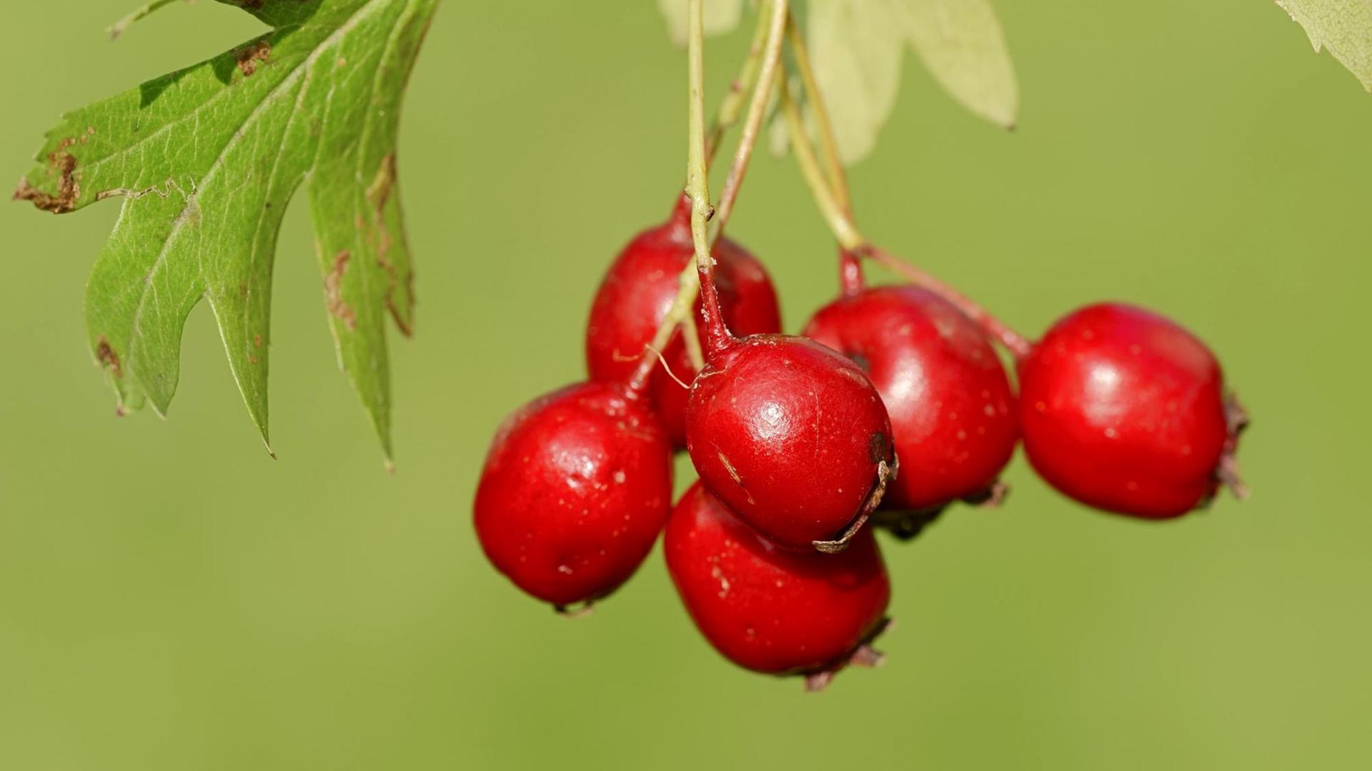 Eingriffeliger Weißdorn oder Hagedorn (Crataegus monogyna) Eingriffeliger Weißdorn oder Hagedorn (Crataegus monogyna)