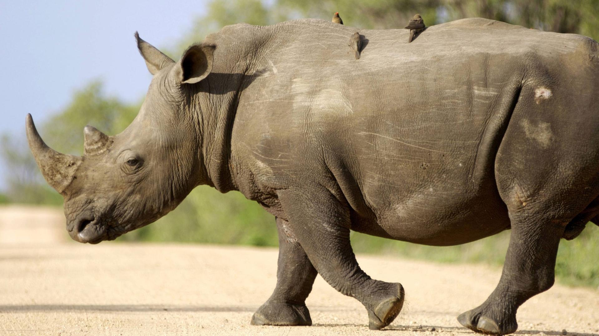 Nashorn im Krüger-Nationalpark in Südafrika Nashorn im Krüger-Nationalpark in Südafrika