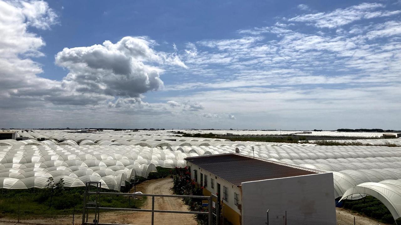 Weiße Planen über riesigen Erdbeerfeldern bis zum Horizont. Weiße Planen über riesigen Erdbeerfeldern bis zum Horizont.