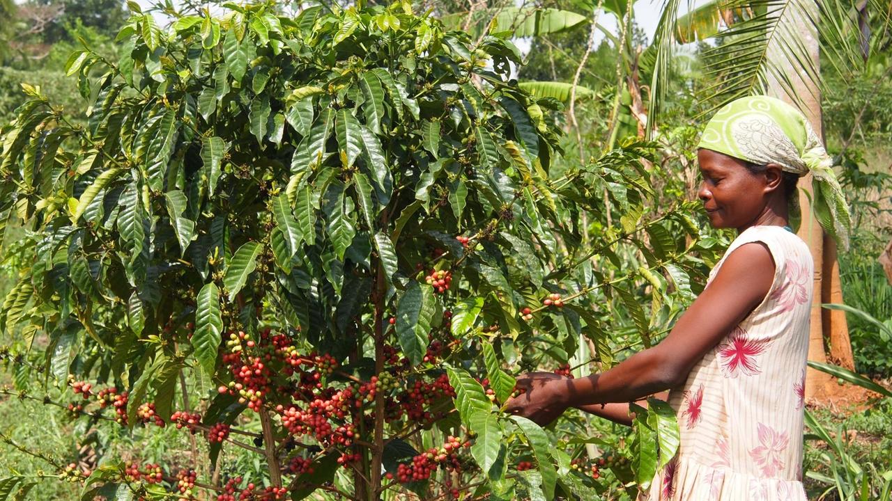 Eine Frau steht an einem Kaffeestrauch