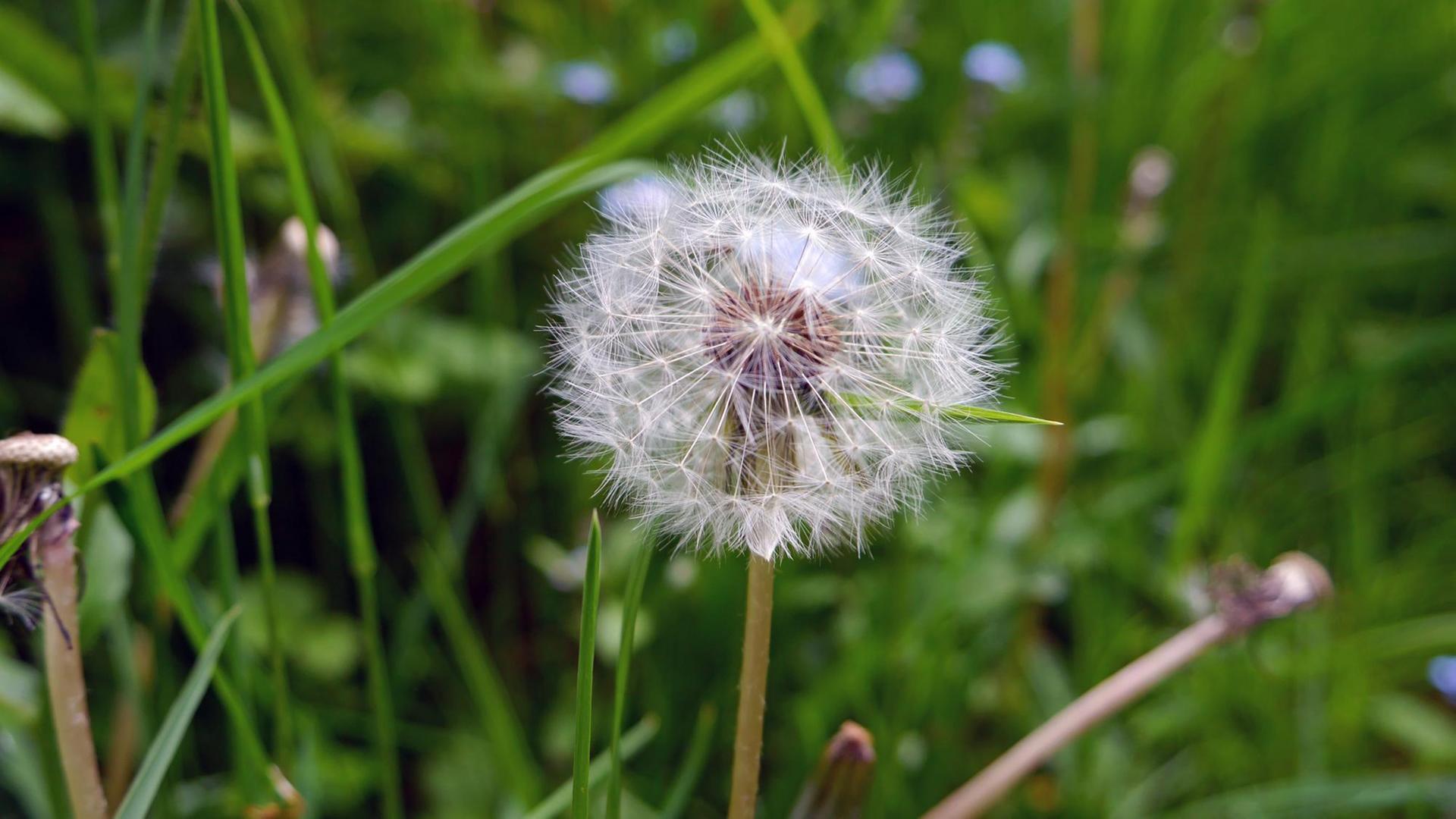 Eine Pusteblume (Löwenzahn) steht auf einer grünen Wiese. Eine Pusteblume (Löwenzahn) steht auf einer grünen Wiese.
