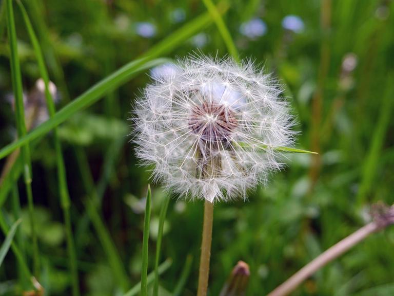 Eine Pusteblume (Löwenzahn) steht auf einer grünen Wiese.