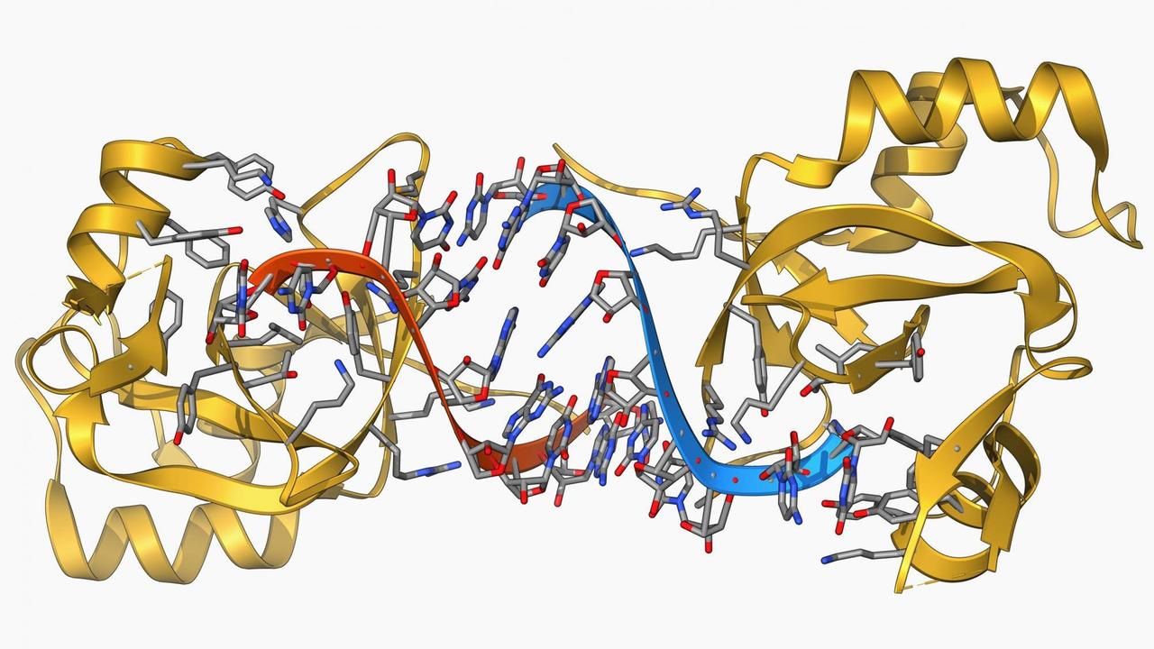 Illustration: Ein sogenannter RNA-induced silencing complex (RISC) besteht aus einem bakteriellen Protein und einem RNA-Molekül (rot und blau)