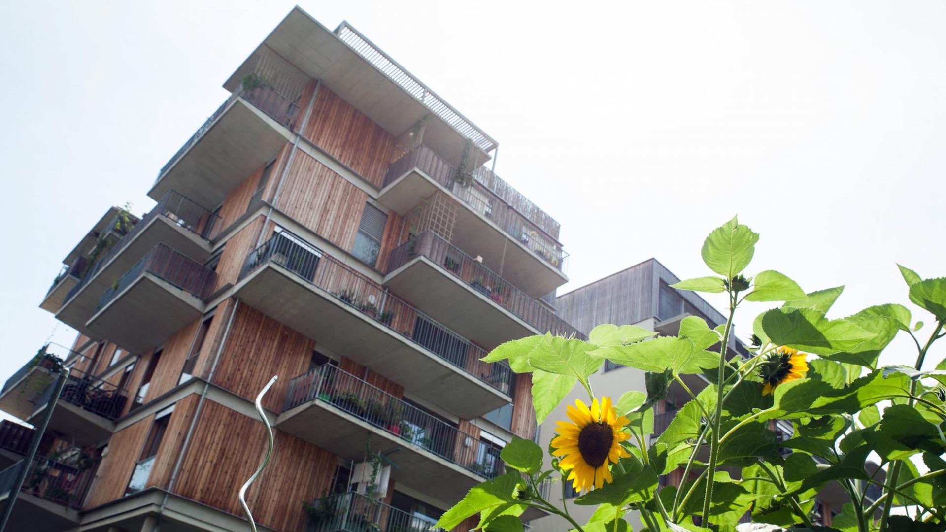 Im Nordbahnhof-Viertel von Wien: Holzverkleidetes Haus mit Balkonen, im Vordergrund Sonnenblumen. Im Nordbahnhof-Viertel von Wien: Holzverkleidetes Haus mit Balkonen, im Vordergrund Sonnenblumen.