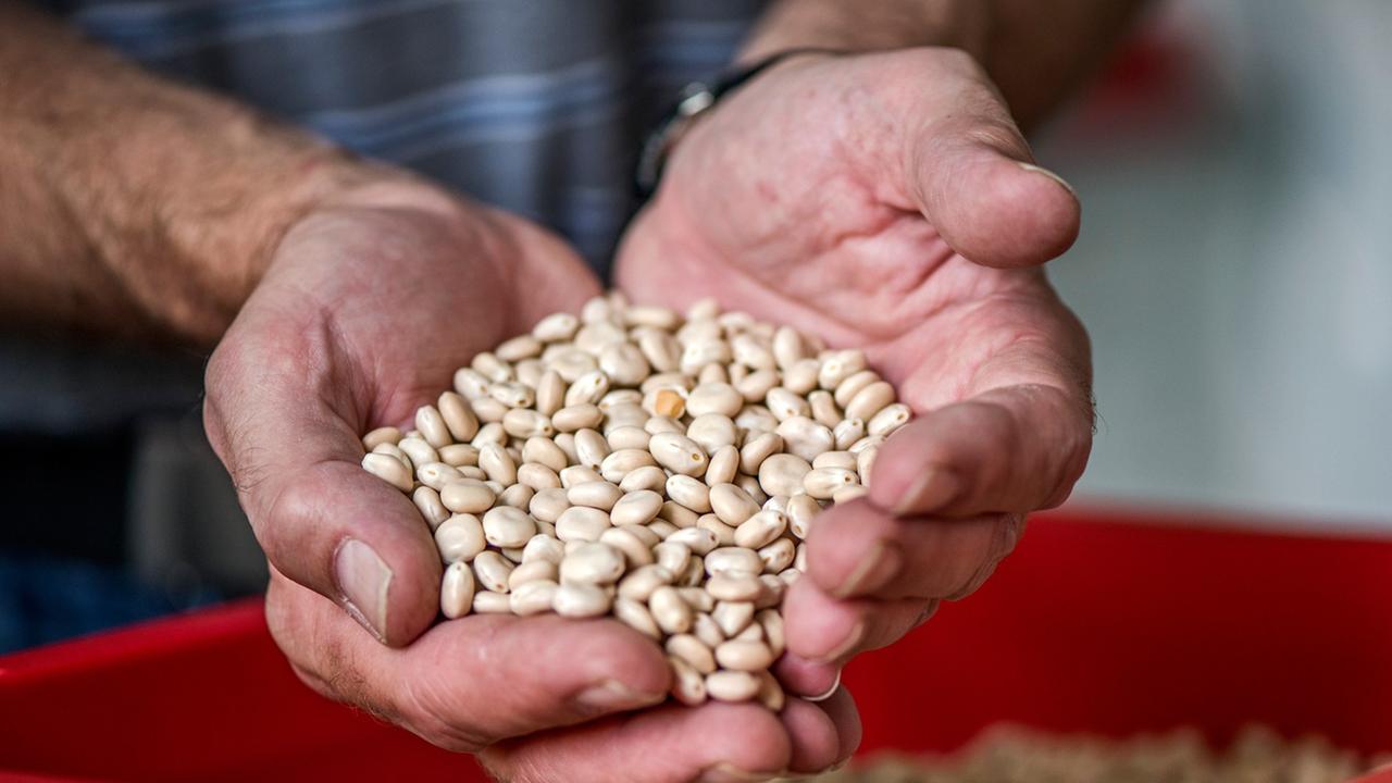 Lupinensamen in der Hand Lupinensamen in der Hand