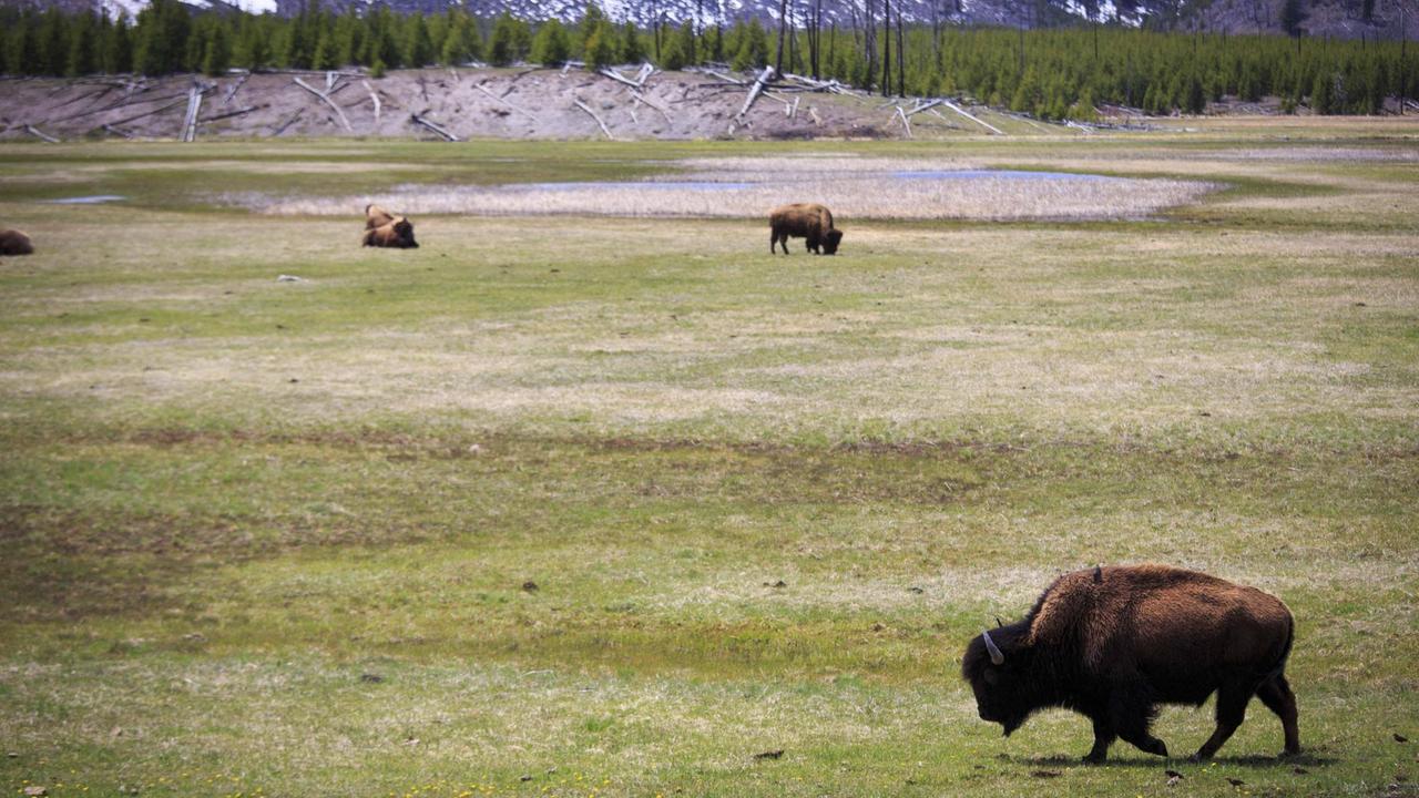 Bisons weiden im Yellowstone-Nationalpark. Bisons weiden im Yellowstone-Nationalpark.