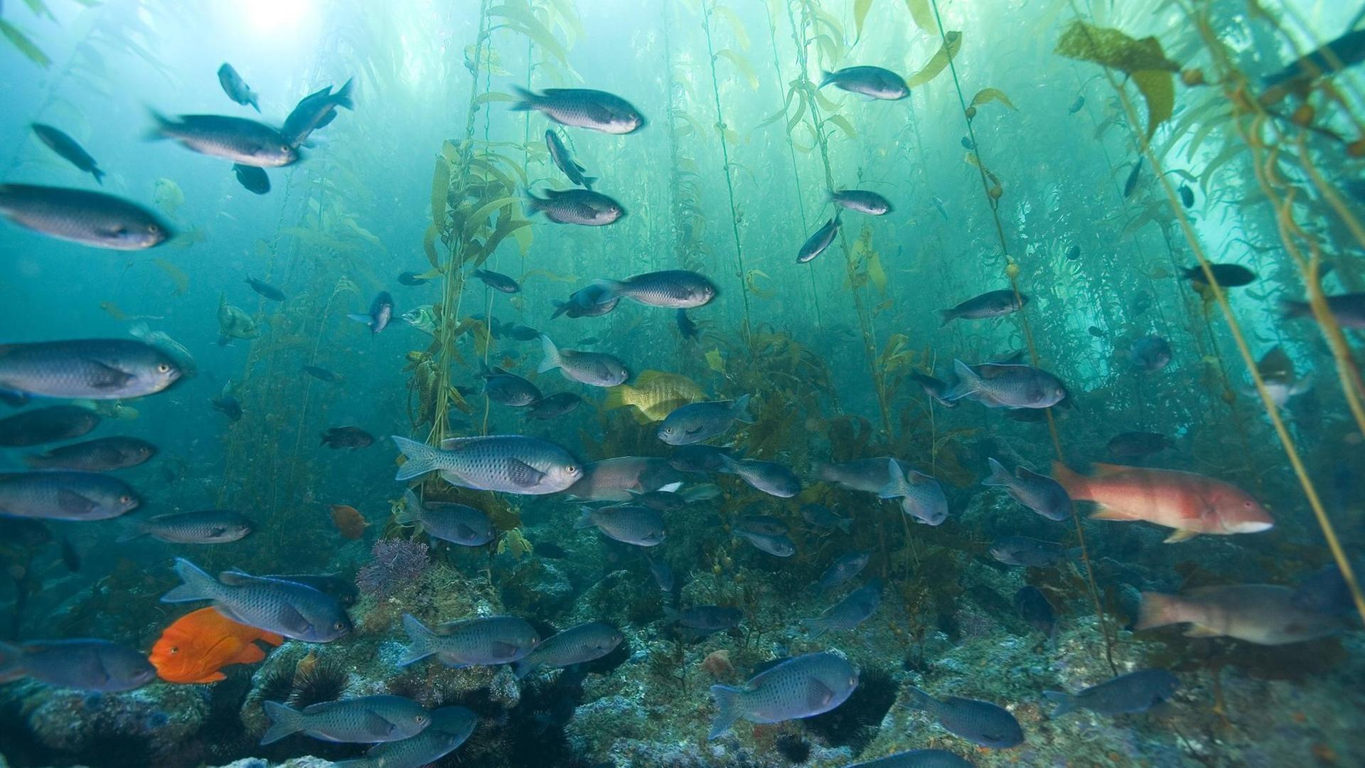 Fische im Kelp-Wald vor der kalifornischen Küste. Fische im Kelp-Wald vor der kalifornischen Küste.