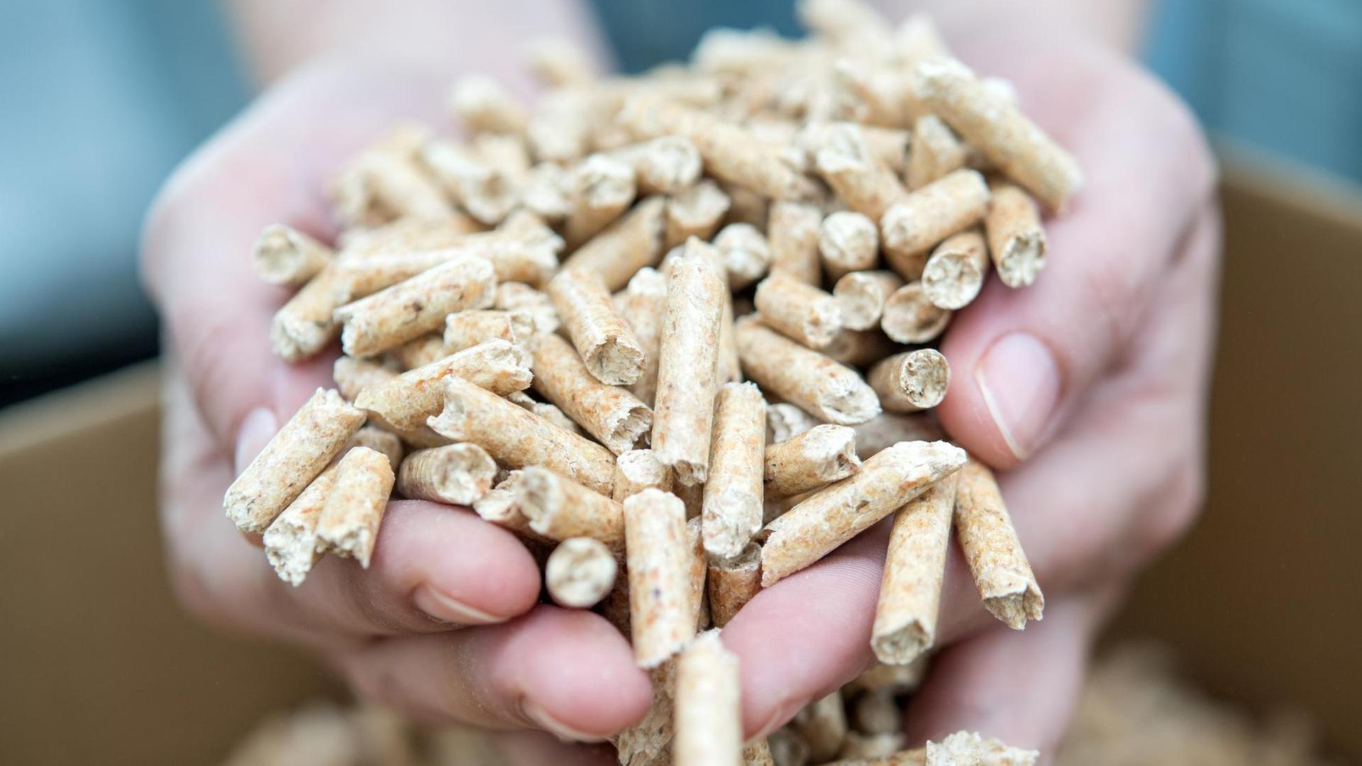 Eine Frau haelt am 02.08.2018 in Berlin Holzpellets in den Haenden (gestellte Szene). Foto: Andrea Warnecke | Verwendung weltweit Eine Frau haelt am 02.08.2018 in Berlin Holzpellets in den Haenden (gestellte Szene). Foto: Andrea Warnecke | Verwendung weltweit