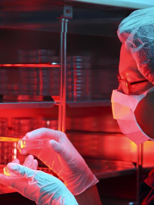 Eine Mitarbeiterin einer Privatklinik in Düsseldorf stellt Petrischalen mit Eizellen in einen Wärmeschrank.