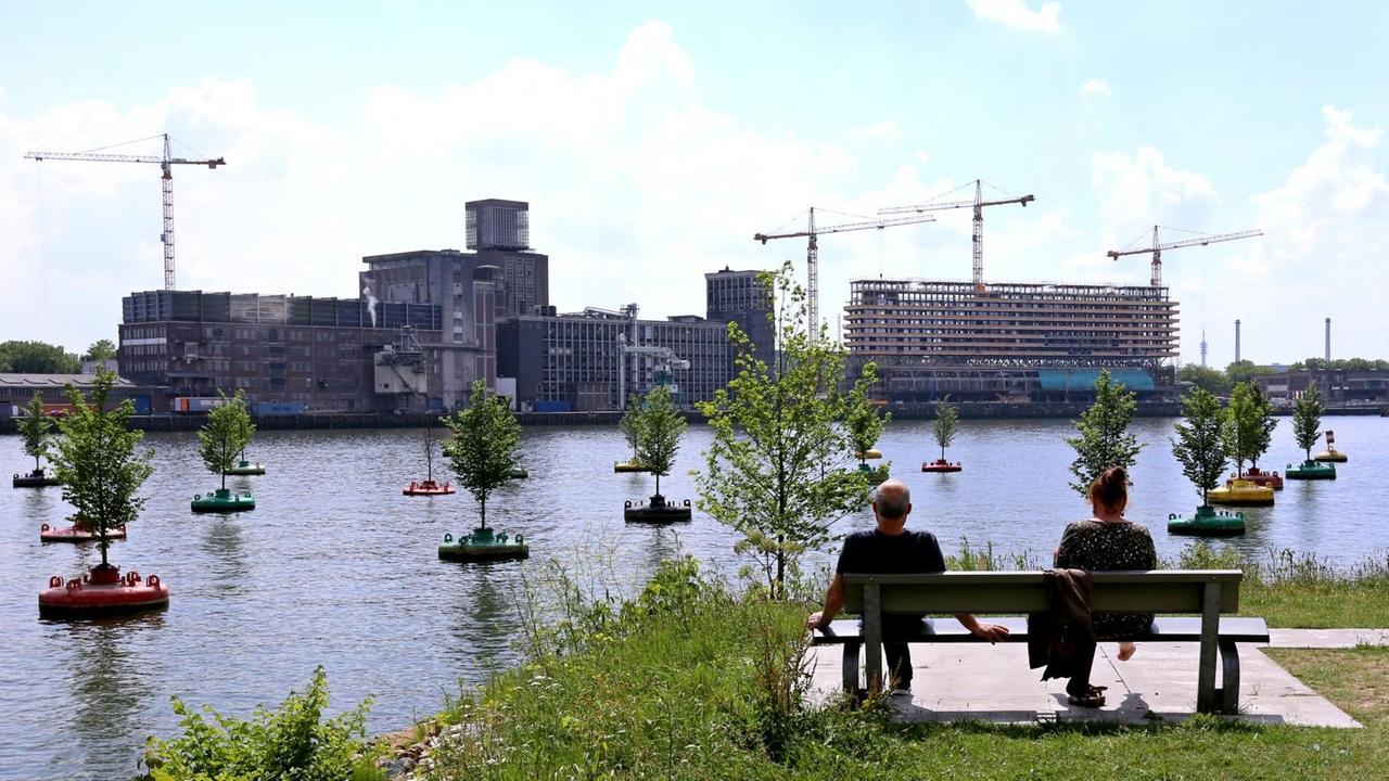 Im alten Rotterdamer Hafen wird es jetzt grün. Bäume schwimmen schon auf kleinen Inseln.