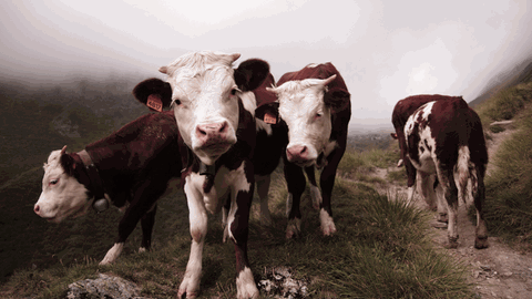 Vier Kühe auf einer Weide, eine Kuh schaut direkt in die Kamera.