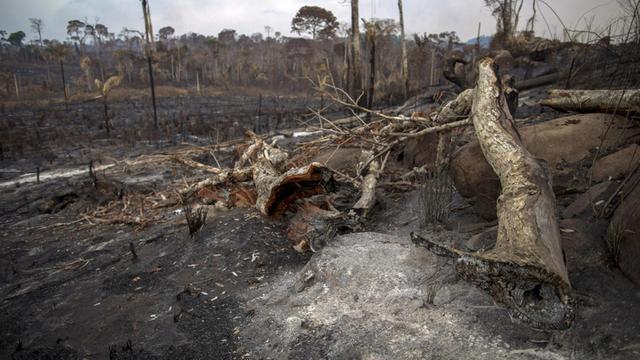 Das Foto zeigt verbrannte Bäume und verbrannte Erde.