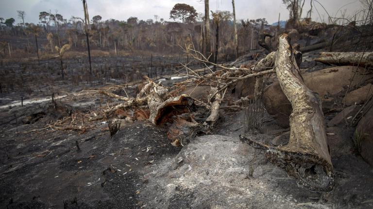 Zerstörung Des Regenwaldes Ursachen Und Folgen Zerstörung des Regenwaldes - Die Folgen der Amazonas-Brände