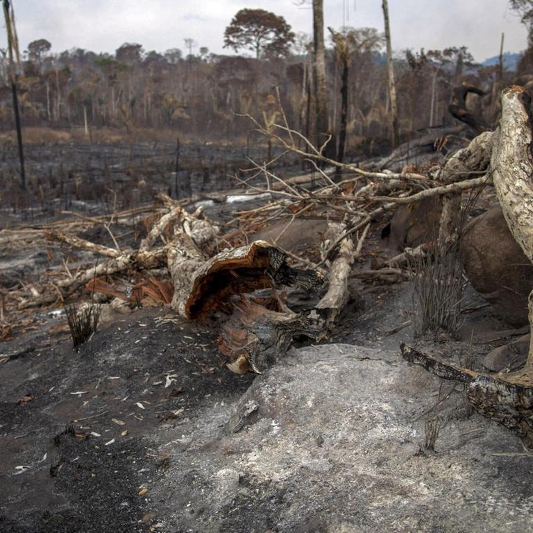 Das Foto zeigt verbrannte Bäume und verbrannte Erde.