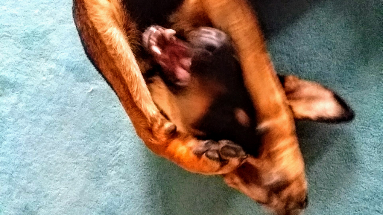 Schäferhunde-Mischling Kaya wälzt sich auf dem Boden.