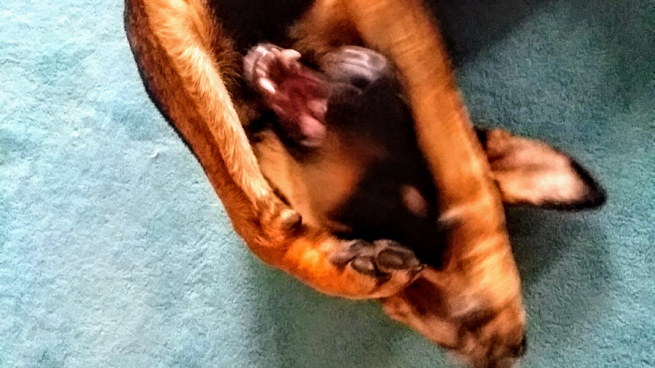 Schäferhunde-Mischling Kaya wälzt sich auf dem Boden. Schäferhunde-Mischling Kaya wälzt sich auf dem Boden.