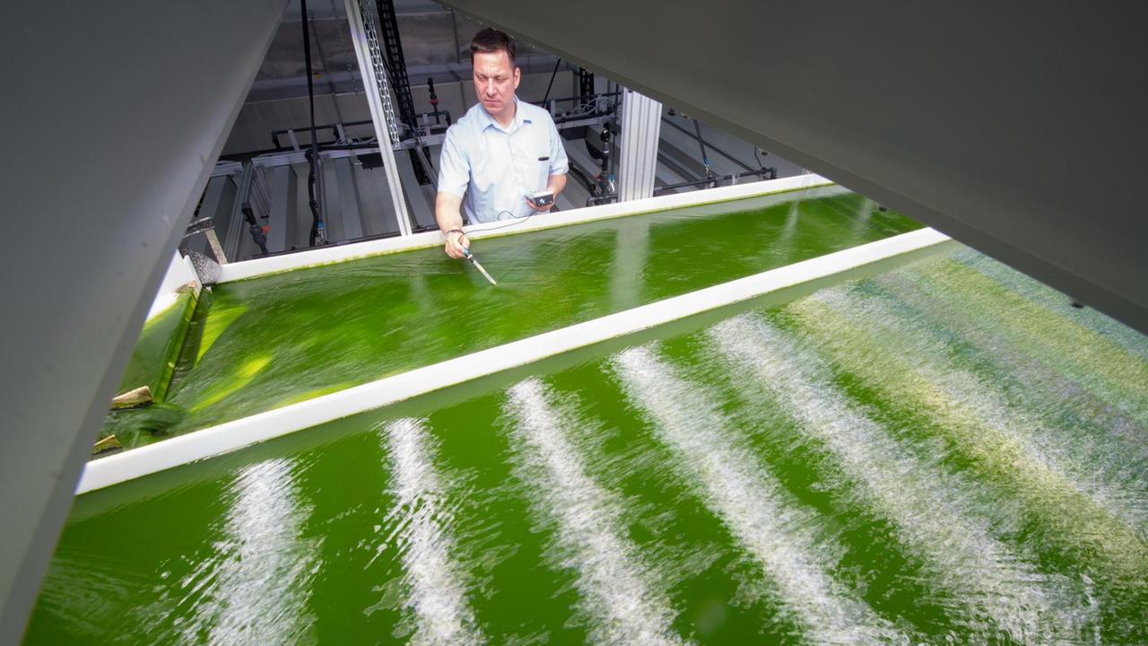 Thomas Brück von der Technischen Universität München misst den PH-Gehalt in einer Algenzuchtanlage (Mai 2016). Thomas Brück von der Technischen Universität München misst den PH-Gehalt in einer Algenzuchtanlage (Mai 2016).
