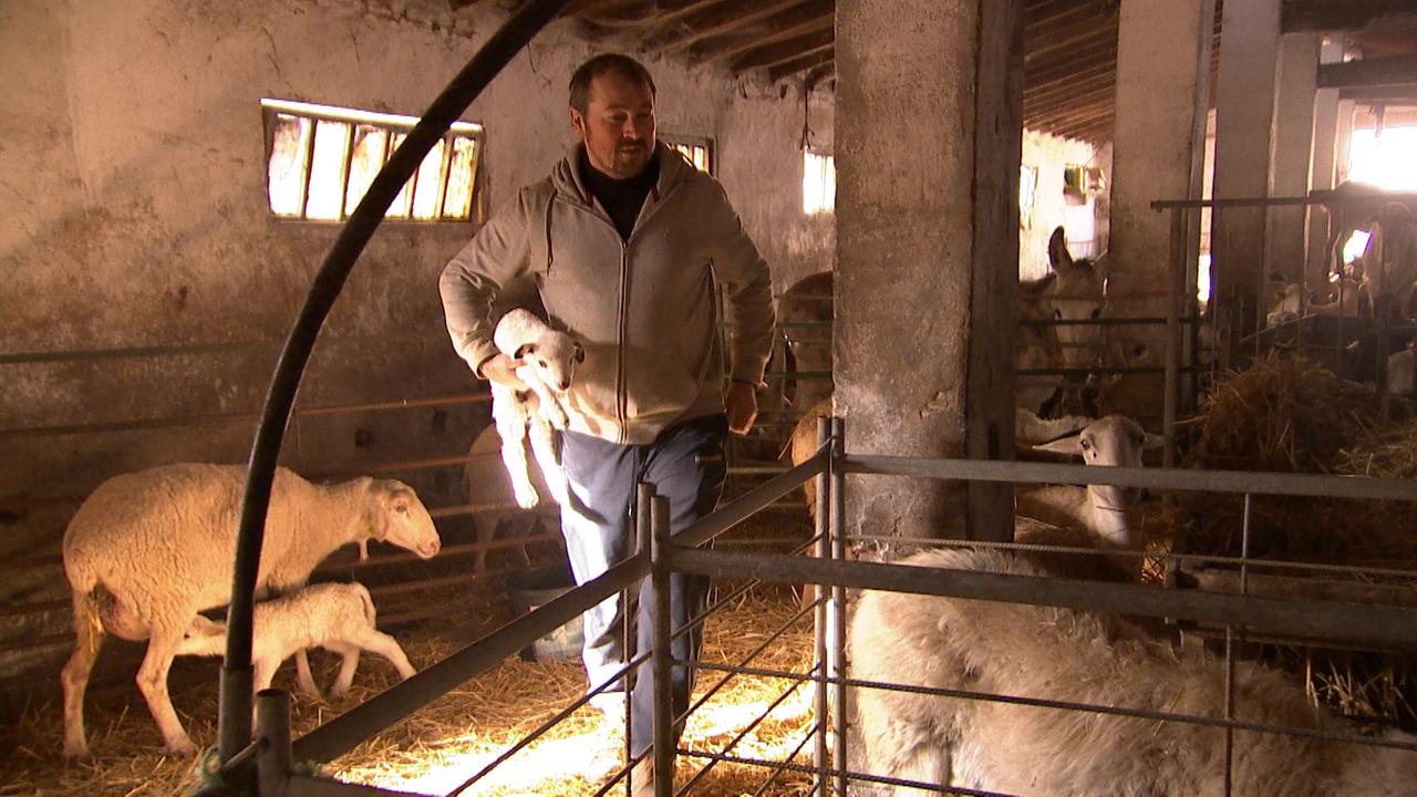 Mihai Constantinescu hält ein Lamm unter dem Arm.
Mihai Constantinescu hält ein Lamm unter dem Arm.