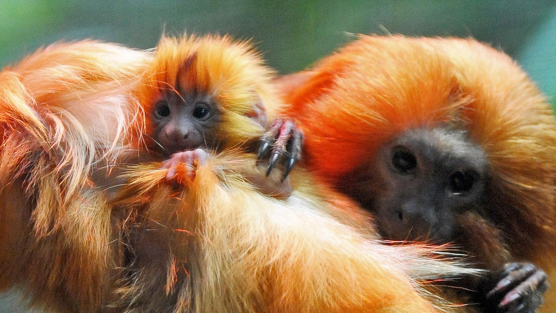 Goldgelbe Löwenäffchen in ihrem Gehege im Heidelberger Zoo Goldgelbe Löwenäffchen in ihrem Gehege im Heidelberger Zoo