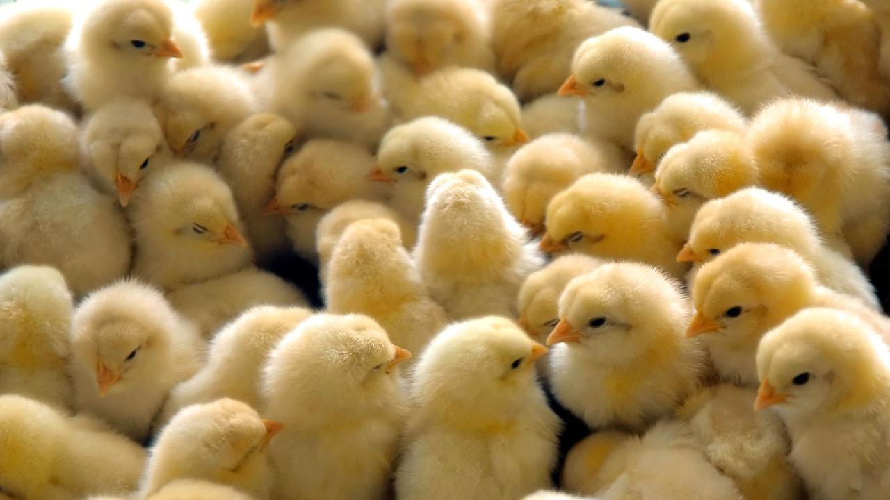 Viele Küken dicht gedrängt Viele Küken dicht gedrängt
