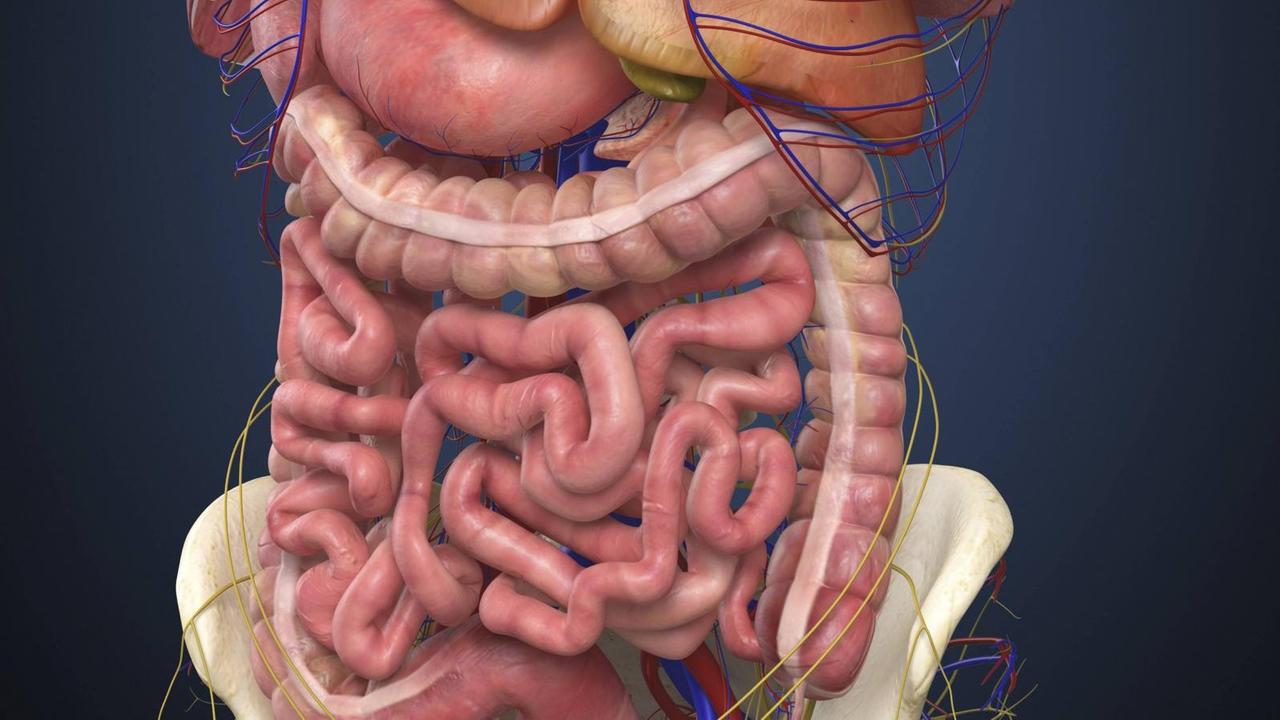 Midsection view showing internal organs of human body. PUBLICATIONxINxGERxSUIxAUTxONLY Copyright: StocktrekxImages STK701088H midsection View showing Internal Institution of Human Body PUBLICATIONxINxGERxSUIxAUTxONLY Copyright StocktrekxImages STK701088H Midsection view showing internal organs of human body. PUBLICATIONxINxGERxSUIxAUTxONLY Copyright: StocktrekxImages STK701088H midsection View showing Internal Institution of Human Body PUBLICATIONxINxGERxSUIxAUTxONLY Copyright StocktrekxImages STK701088H