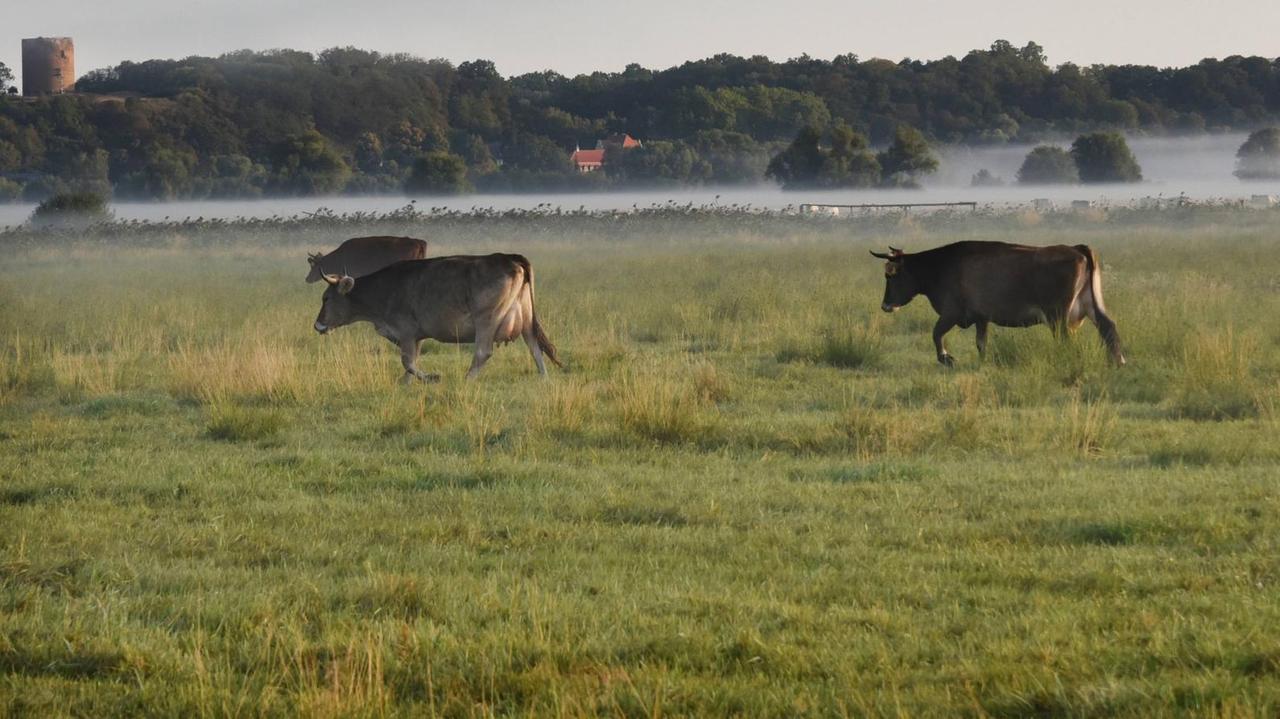 Ammenkühe stehen im Morgennebel auf einer Weide im Nationalpark Unteres Odertal in Lunow-Stolzenhagen in Brandenburg, aufgenommen am 22. August 2019.