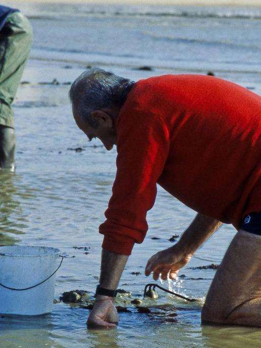 Zwei Männer im französischen Fischerort La Baule graben bei Niedrigwasser im Watt nach Krebsen und essbaren Herz- und Miesmuscheln