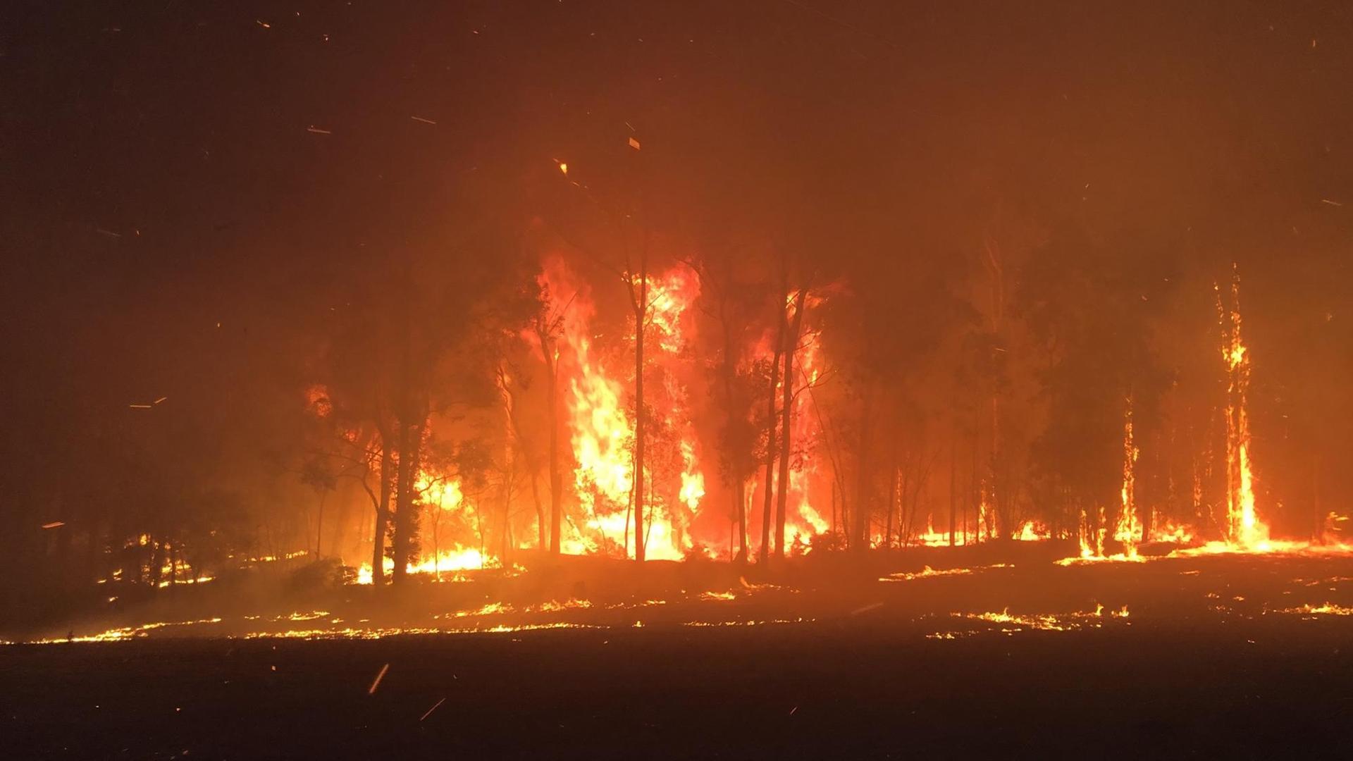 Bäume in Australien stehen in Flammen. 