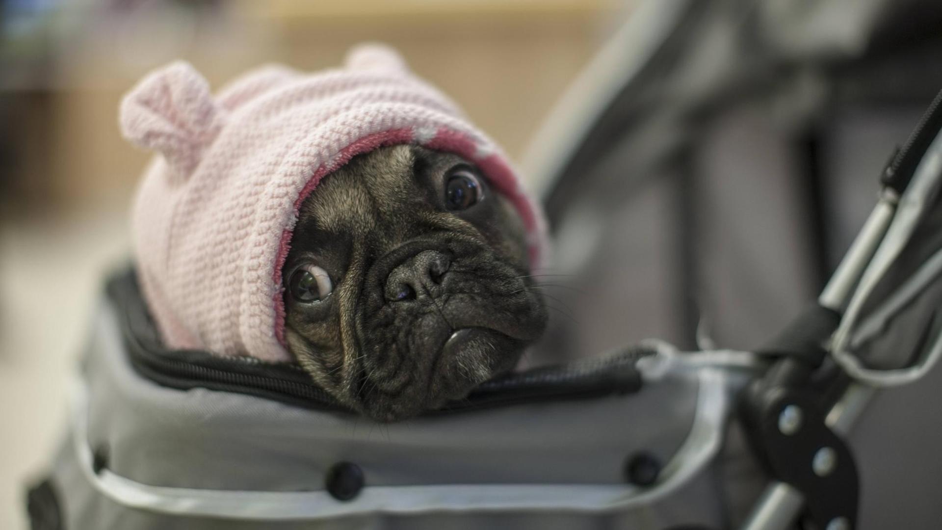 Eine Bulldogge, bestückt mit einer Babymütze, hängt in einer Babytrage. Eine Bulldogge, bestückt mit einer Babymütze, hängt in einer Babytrage.
