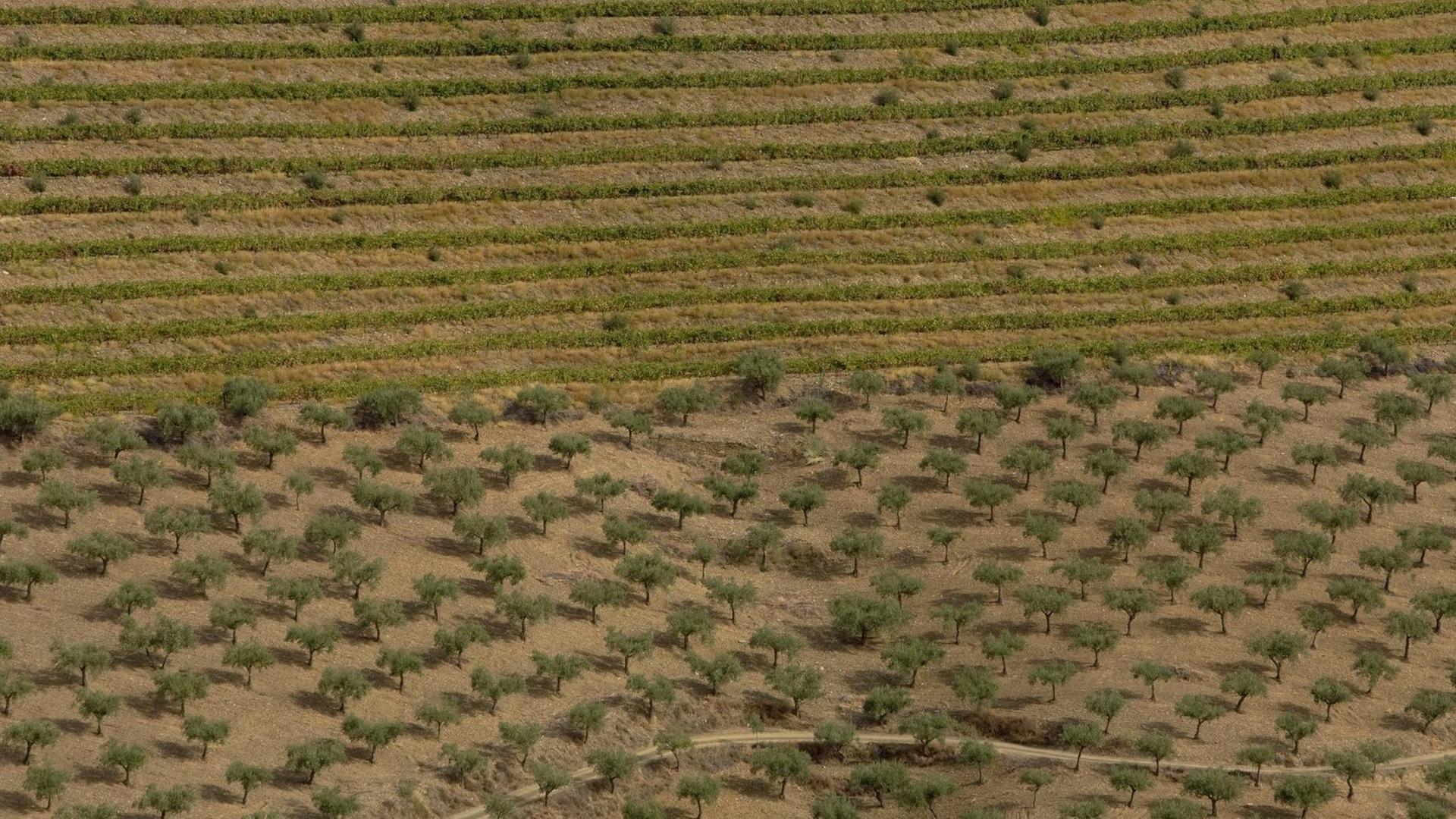 Weinberge und Olivenplantage in Portugal