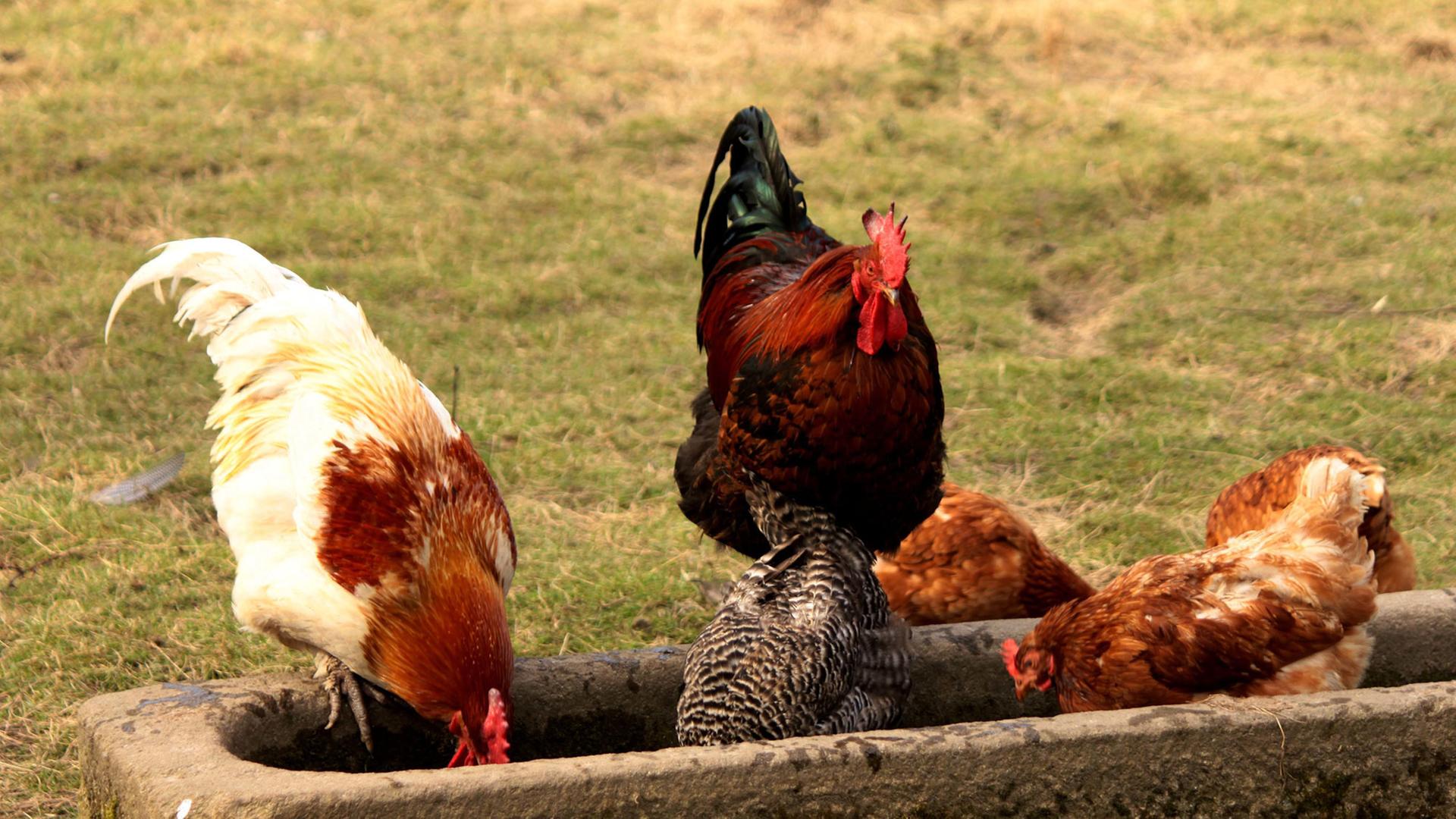 Hühner und Hähne nehmen Futter aus einem Steintrog auf.