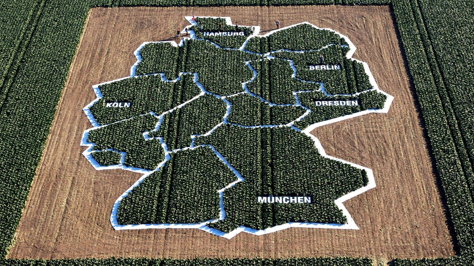 Eine Deutschlandkarte ist auf einem Kohlfeld abgebildet. Eine Deutschlandkarte ist auf einem Kohlfeld abgebildet.