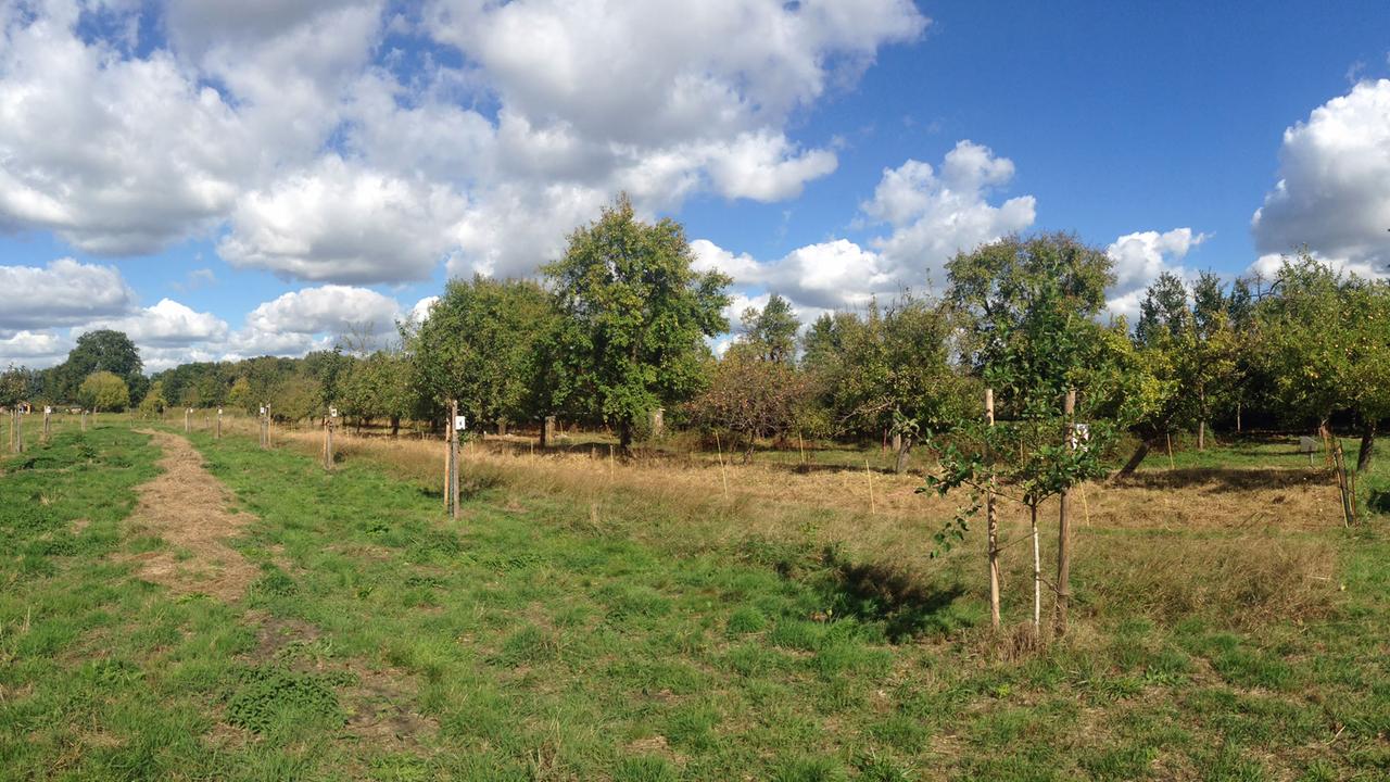 Blick auf eine Streuobstwiese in Brandenburg. Dazu blauer Himmel und einige Wolken Blick auf eine Streuobstwiese in Brandenburg. Dazu blauer Himmel und einige Wolken