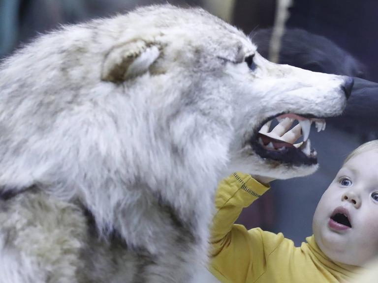 Ein Kind berührt in einem Museum einen ausgestopften Wolf