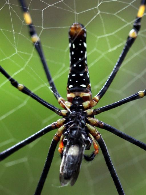 Mit der Seide der Nephila-Spinne wollen Mediziner verletzte Nerven heilen.