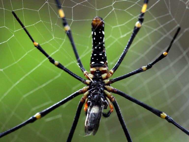 Mit der Seide der Nephila-Spinne wollen Mediziner verletzte Nerven heilen.