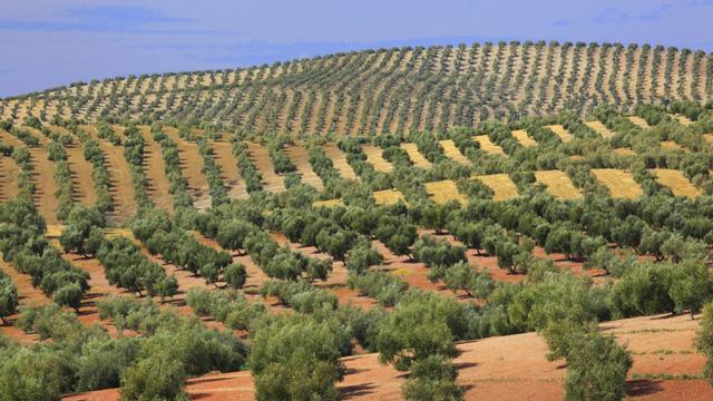Eine Landschaft voller Oliven-Plantagen