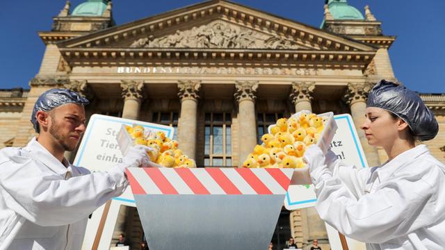 Aktivisten der Albert Schweitzer Stiftung und der Tierschutzorganisation Peta protestieren vor der Urteilsverkündung mit einer symbolischen Aktion zum Kükenschreddern vor dem Bundesverwaltungsgericht in Leipzig.
