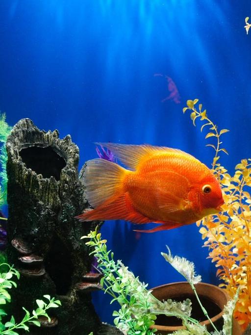 Ein orangefarbener Fisch schwimmt durch ein Aquarium.