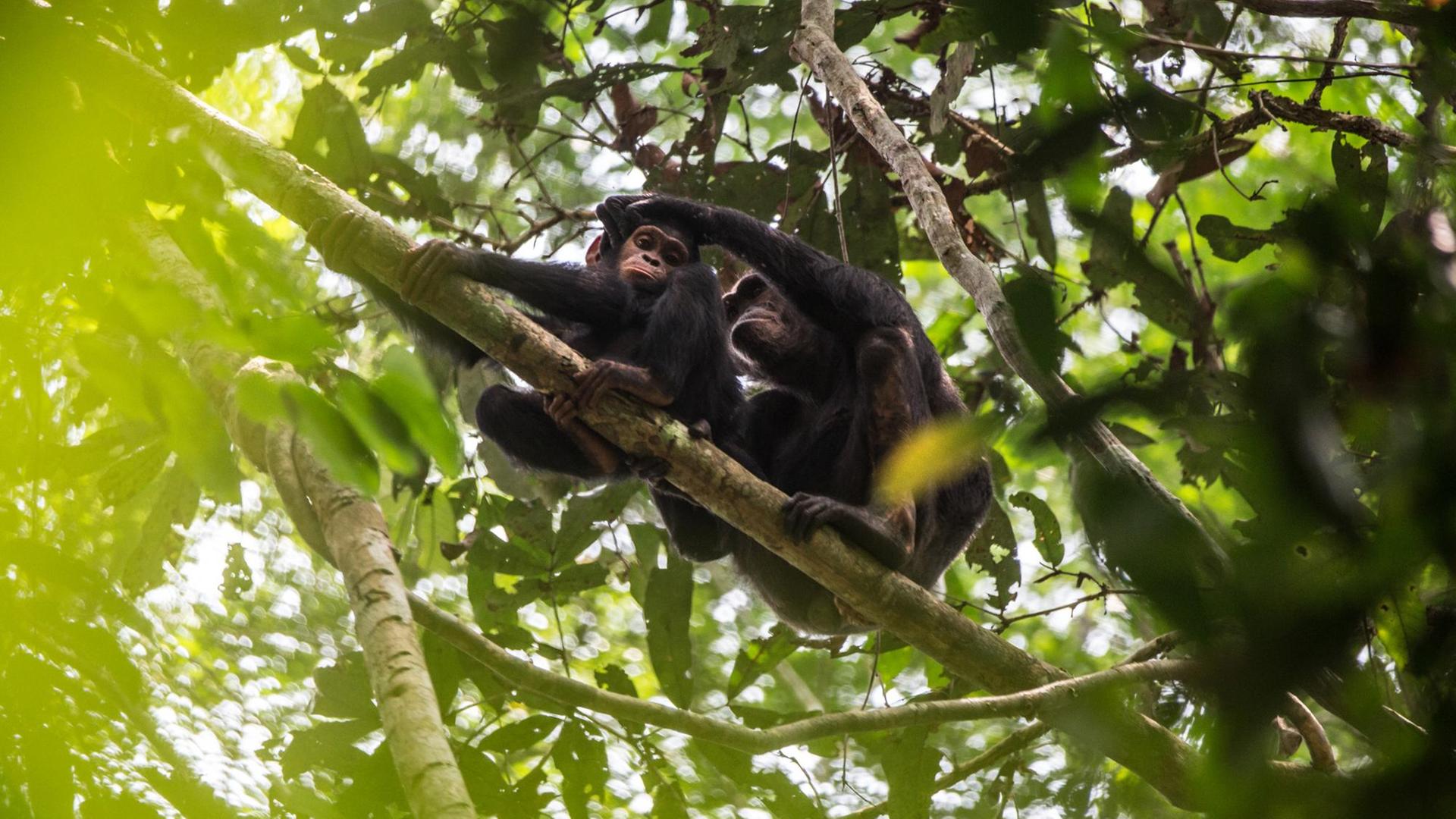 Zwei Schimpansen sitzen in den Baumwipfeln eines Regenwaldes.