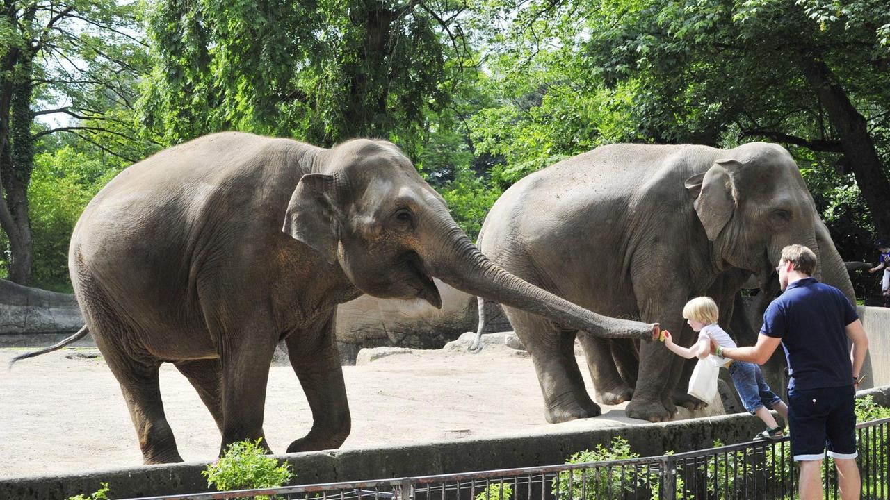 Ein Asiatischer Elefant im Tierpark Hagenbeck wird von einem kleinen Jungen, den sein Vater über das Geländer hält, mit Obst gefüttert. Ein Asiatischer Elefant im Tierpark Hagenbeck wird von einem kleinen Jungen, den sein Vater über das Geländer hält, mit Obst gefüttert.