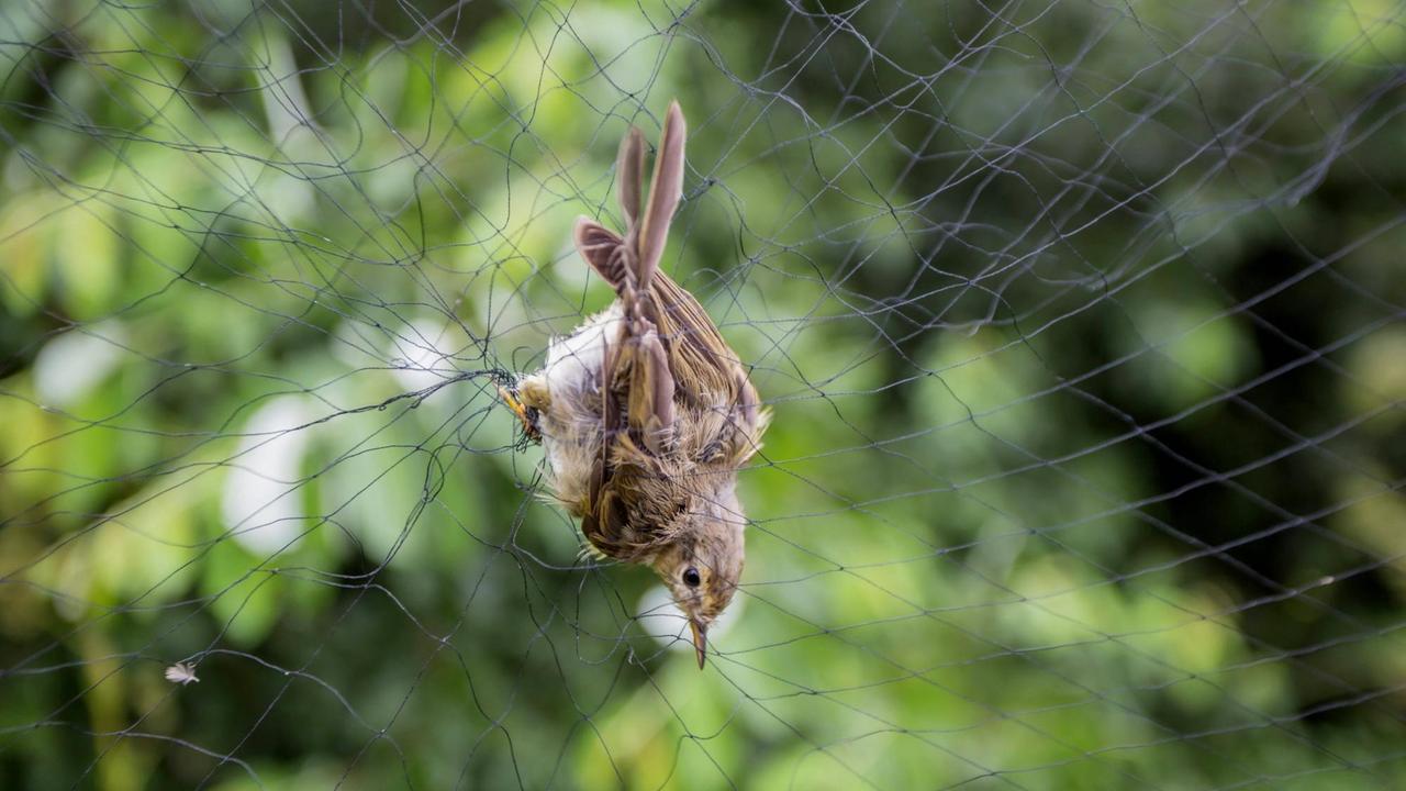 Ein Zilpzalp oder Weidenlaubsaenger (Phylloscopus collybita) hat sich im Netz verfangen, genehmigte Beringung, Deutschland, Bayern, Oberpfalz Ein Zilpzalp oder Weidenlaubsaenger (Phylloscopus collybita) hat sich im Netz verfangen, genehmigte Beringung, Deutschland, Bayern, Oberpfalz
