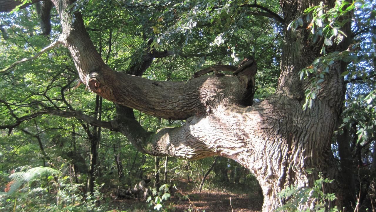 Ein in Ruhe gealterter Baum Ein in Ruhe gealterter Baum