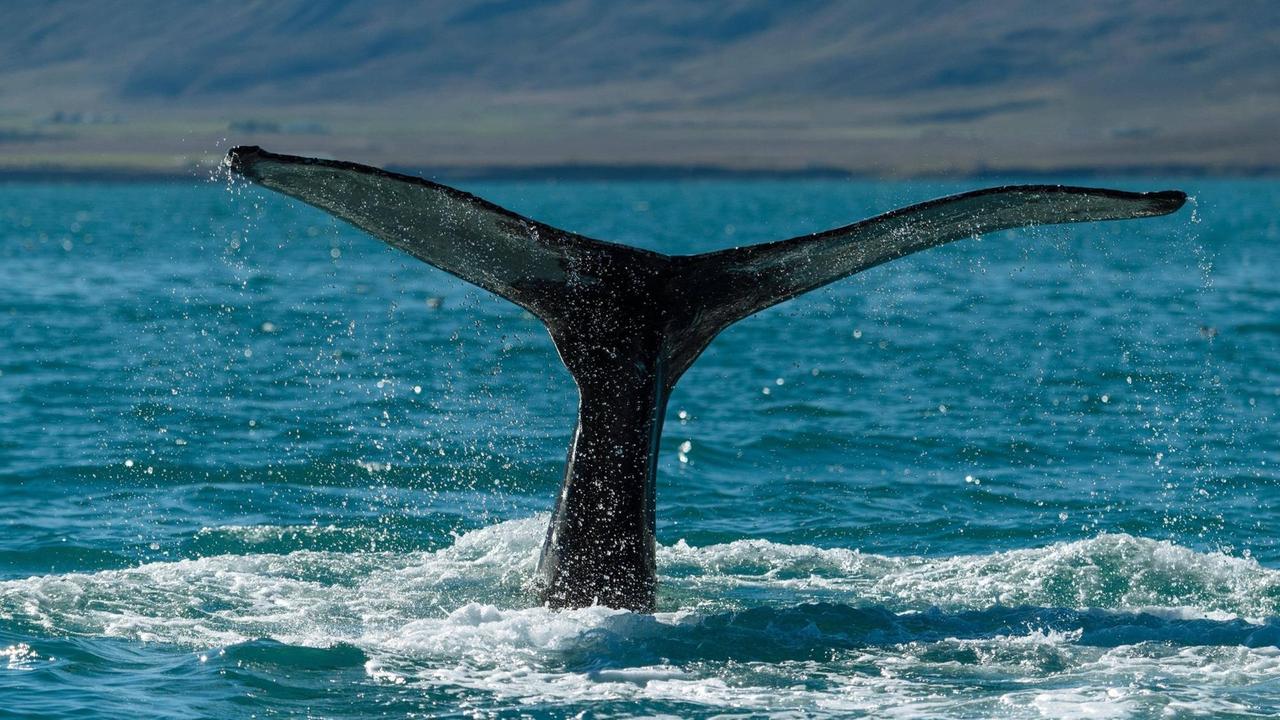 Die Fluke eines im Meer abtauchenden Buckelwals.
