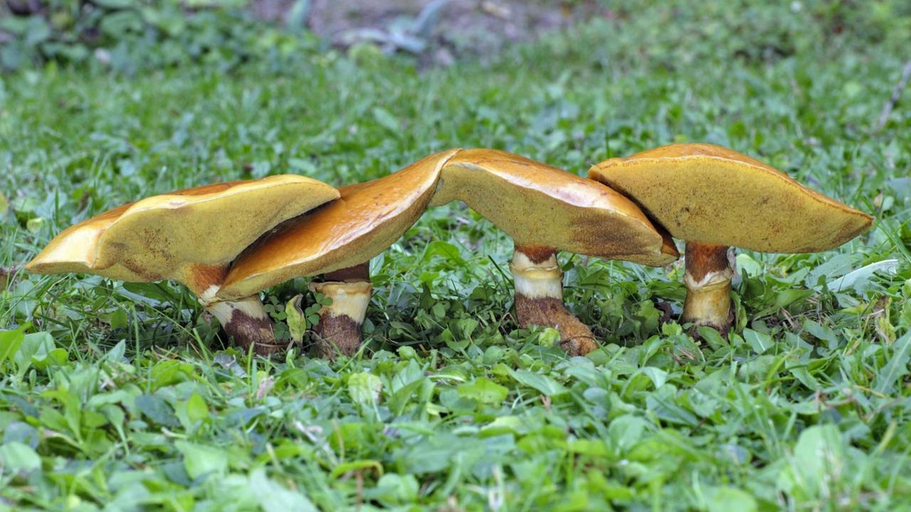 Eine Gruppe von Lärchenröhrlingen (Suillus grevillei) steht am Fuß einer Lärche. Eine Gruppe von Lärchenröhrlingen (Suillus grevillei) steht am Fuß einer Lärche.