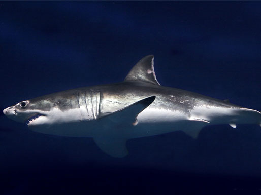 Einer der größten Räuber der Weltmeere: der weiße Hai.