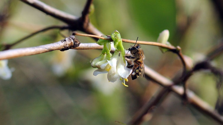 Eine Biene sitzt am 7.1.2014 in Köln auf einer Blüte. Eine Biene sitzt am 7.1.2014 in Köln auf einer Blüte.