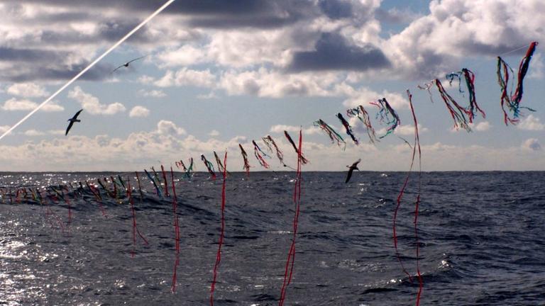 Vogelscheuche als Vogelschutz: Tori-Leinen retten Albatros-Leben. Vogelscheuche als Vogelschutz: Tori-Leinen retten Albatros-Leben.
